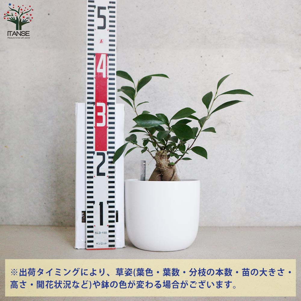 ガジュマル 水位計付 水耕栽培二重鉢仕様【観葉植物 5号鉢／1個売り】