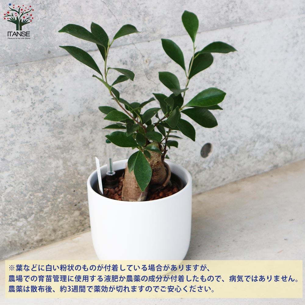 ガジュマル 水位計付 水耕栽培二重鉢仕様【観葉植物 5号鉢／1個売り】