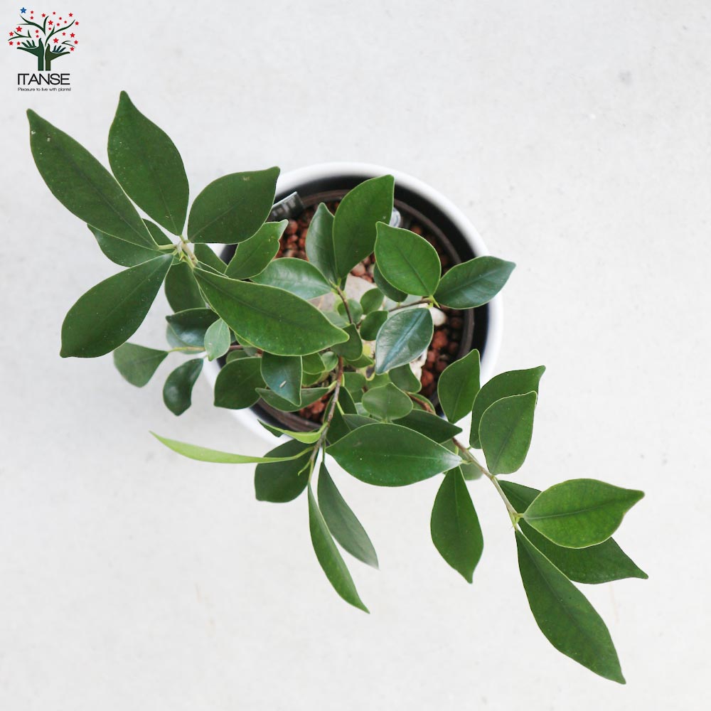 ガジュマル 水位計付 水耕栽培二重鉢仕様【観葉植物 5号鉢／1個売り】