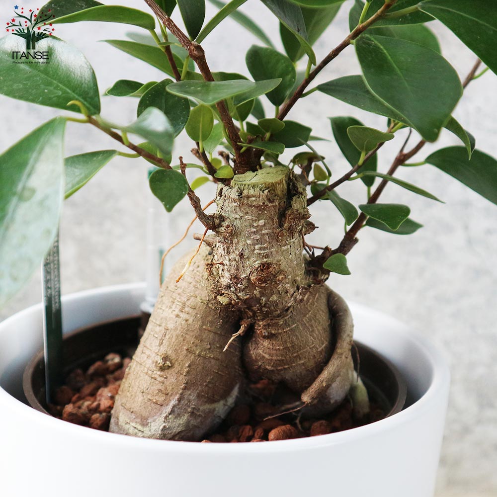 ガジュマル 水位計付 水耕栽培二重鉢仕様【観葉植物 5号鉢／1個売り】