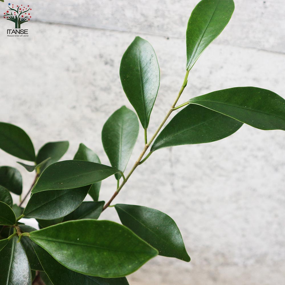 ガジュマル 水位計付 水耕栽培二重鉢仕様【観葉植物 5号鉢／1個売り】