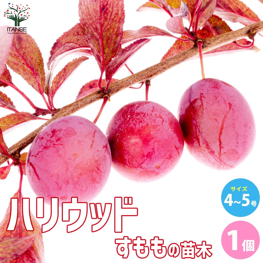 スモモの苗木 ハリウッド【果樹の苗木 4~5号ポット/1個売り スモモの苗木 ハリウッド【果樹の苗木 4~5号ポット/1個売り