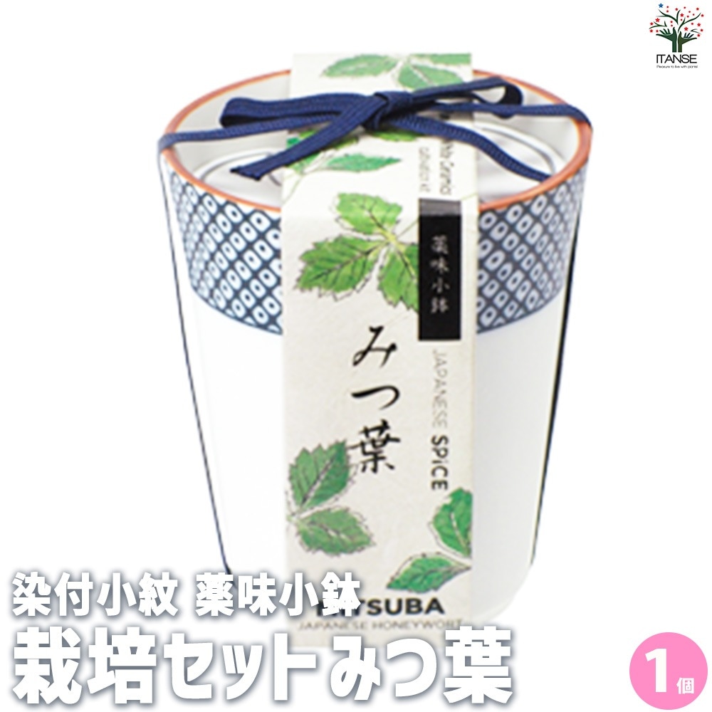 栽培セット 三つ葉 染付小紋 薬味小鉢【野菜の苗／1個売り】｜ 【植物