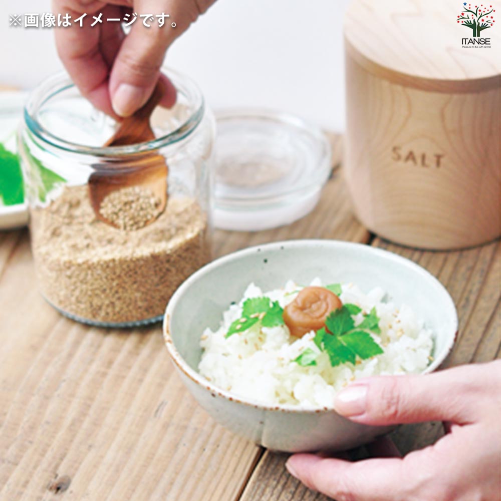 栽培セット 三つ葉 染付小紋 薬味小鉢【野菜の苗／1個売り】