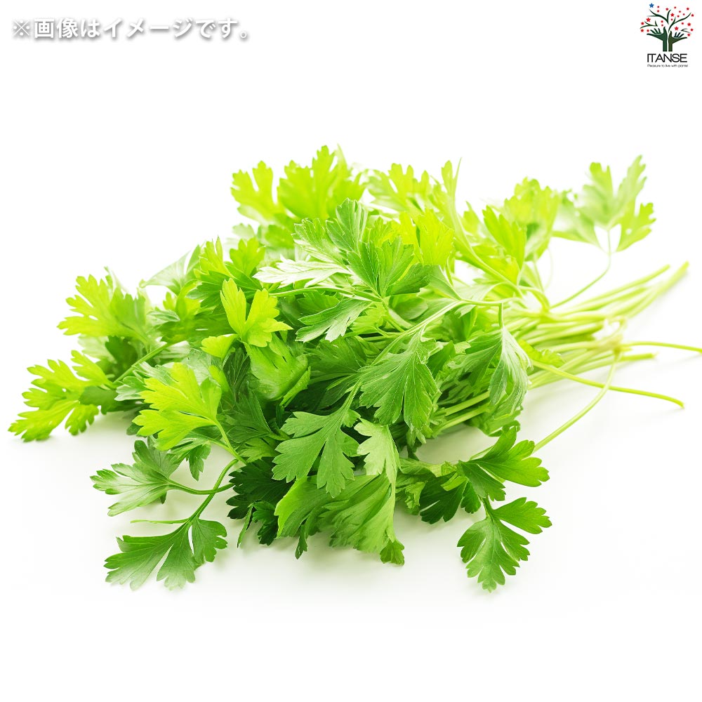栽培セット 三つ葉 染付小紋 薬味小鉢【野菜の苗／1個売り】