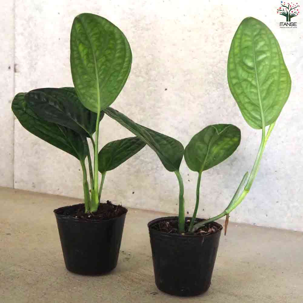 モンステラ　ジェイドウィング モンステラ ジェイドウイング 【観葉植物 4号ポット】｜ 【植物