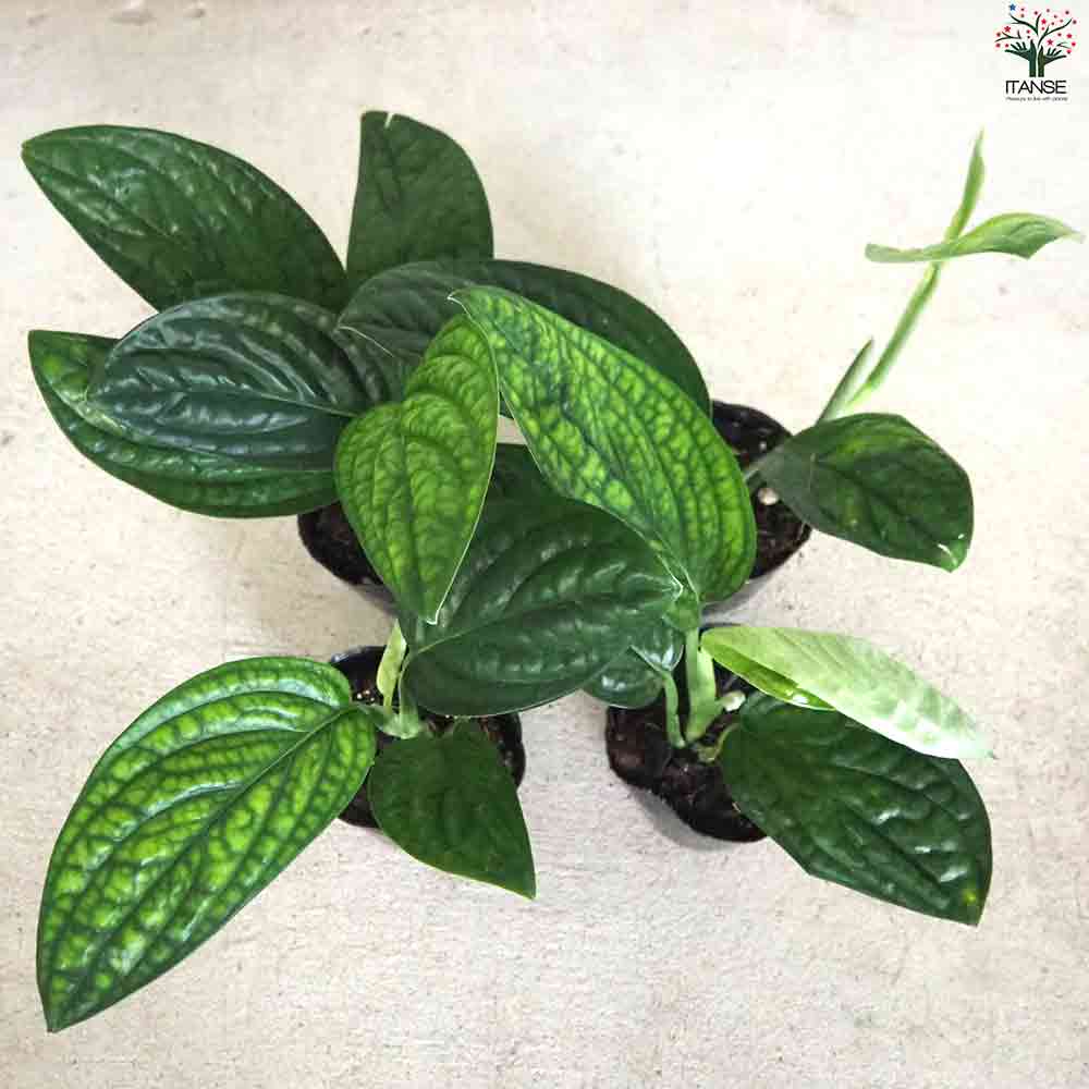 モンステラ ジェイドウイング 【観葉植物 3号ポット】｜ 【植物の