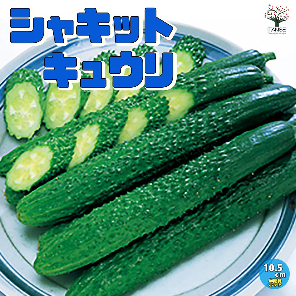 きゅうりの苗 シャキットきゅうり2個～【野菜の苗 10.5cmポット 自根苗