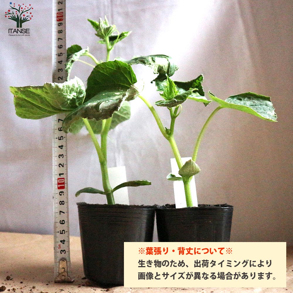 きゅうりの苗 シャキットきゅうり2個～【野菜の苗 10.5cmポット 自根苗】