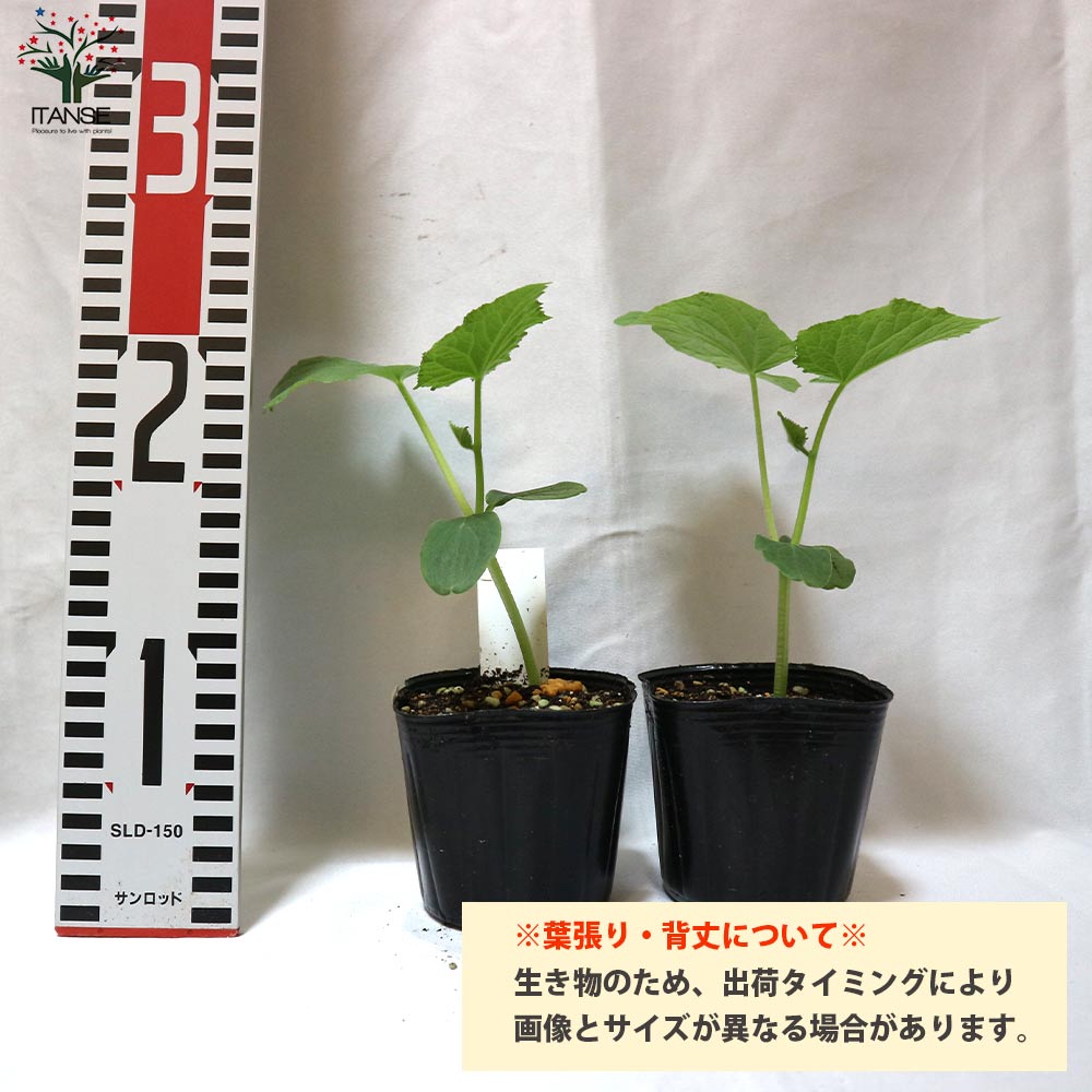 きゅうりの苗 シャキットきゅうり2個～【野菜の苗 10.5cmポット 自根苗】