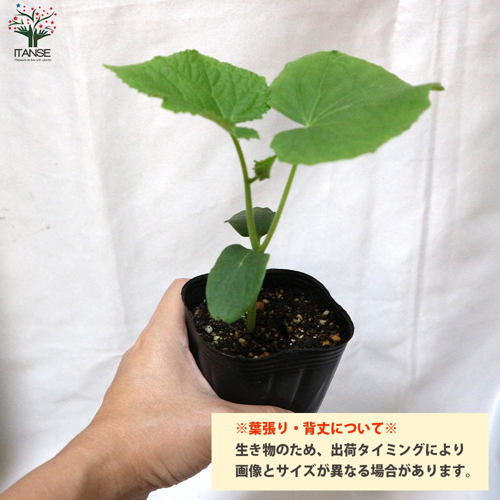 きゅうりの苗 シャキットきゅうり2個～【野菜の苗 10.5cmポット 自根苗】