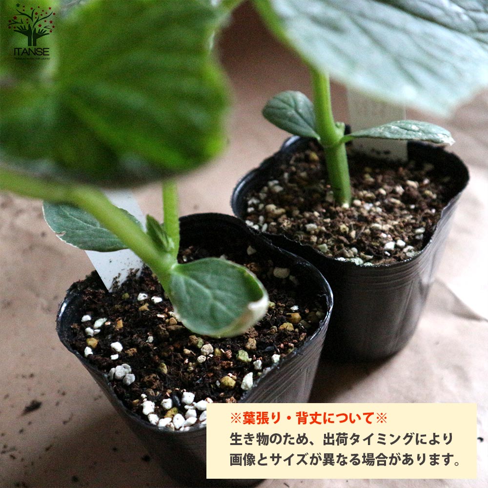 きゅうりの苗 シャキットきゅうり2個～【野菜の苗 10.5cmポット 自根苗】