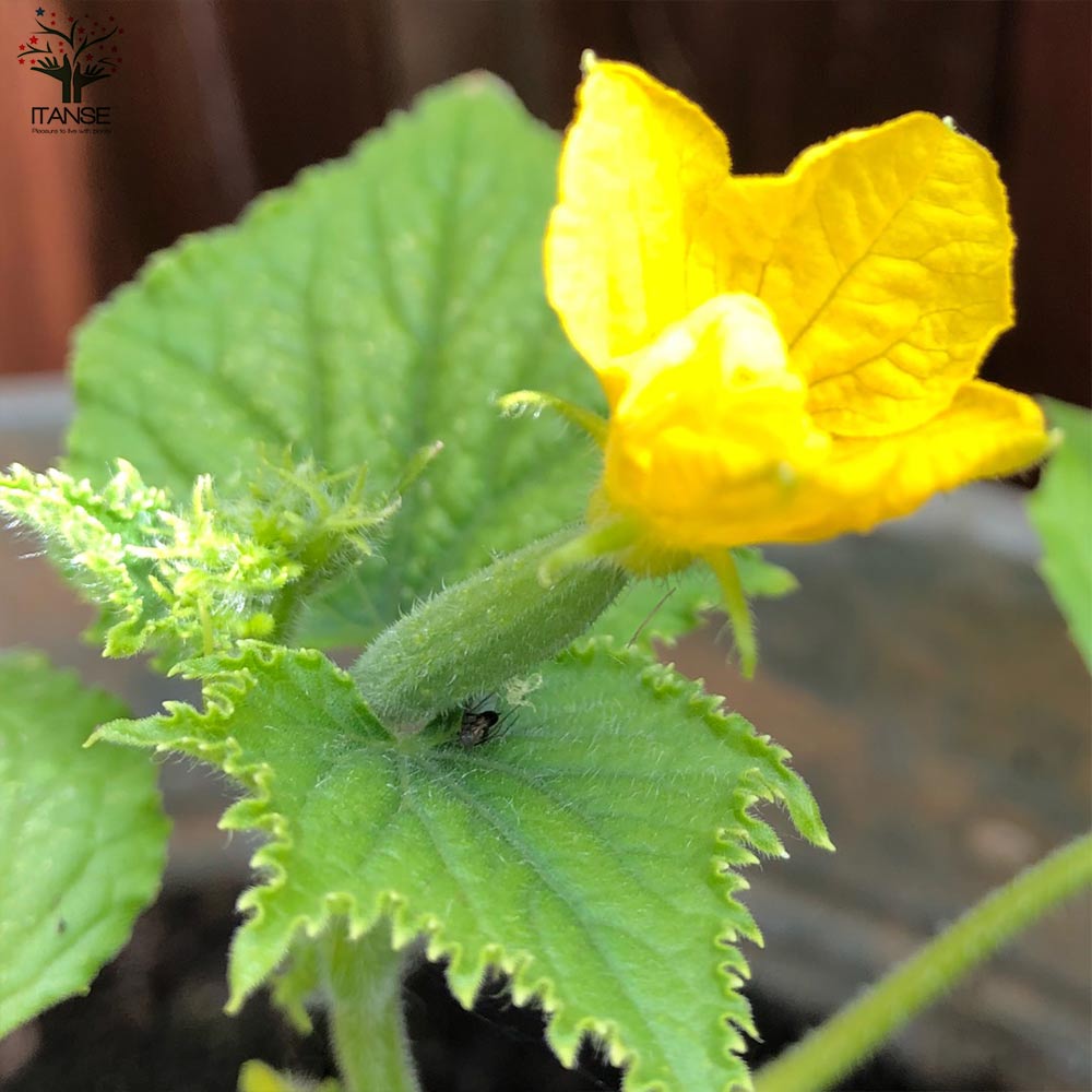 きゅうりの苗 シャキットきゅうり2個～【野菜の苗 10.5cmポット 自根苗】
