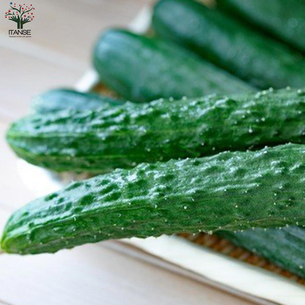 きゅうりの苗 シャキットきゅうり2個～【野菜の苗 10.5cmポット 自根苗】