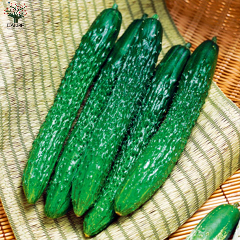 きゅうりの苗 シャキットきゅうり2個～【野菜の苗 10.5cmポット 自根苗