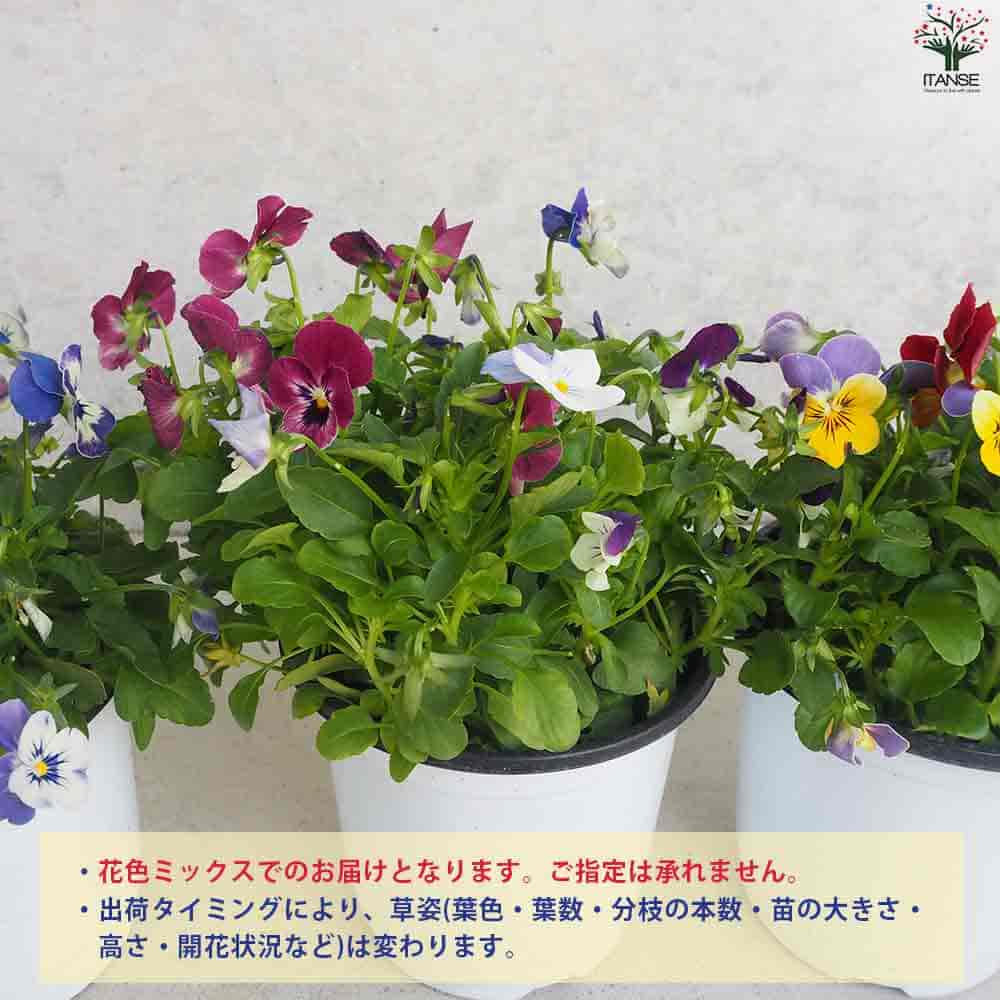 ビオラ 4色mix 2個～【花苗 12cmポット】｜ 【植物のITANSE
