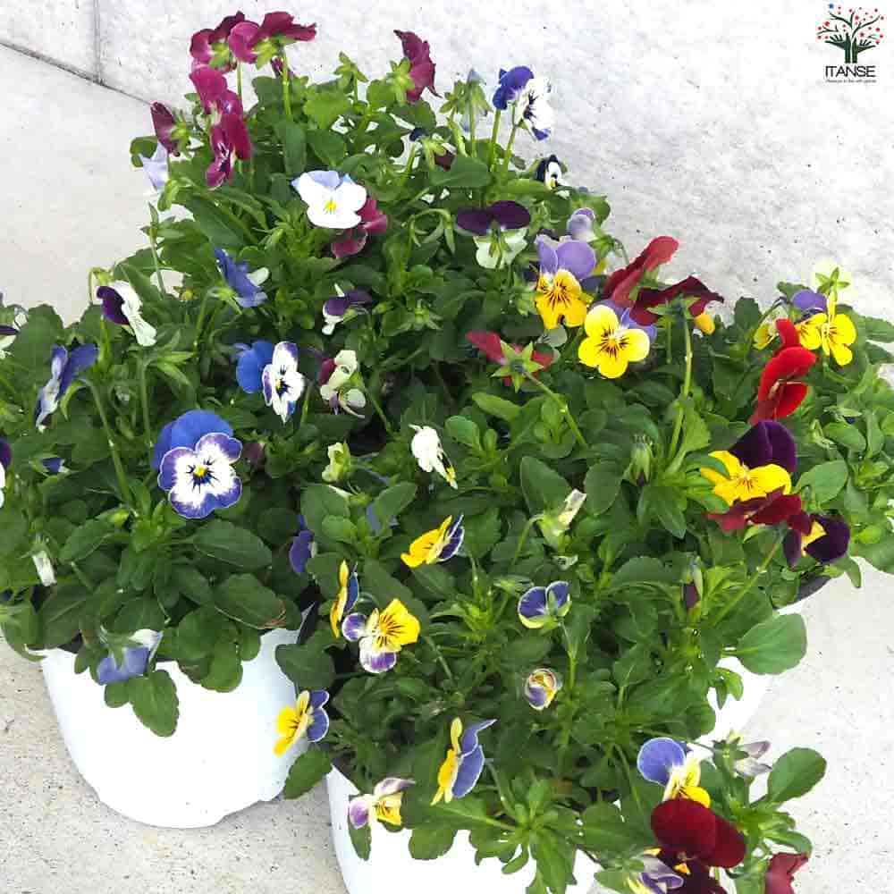 ビオラ 4色mix 2個～【花苗 12cmポット】｜ 【植物のITANSE