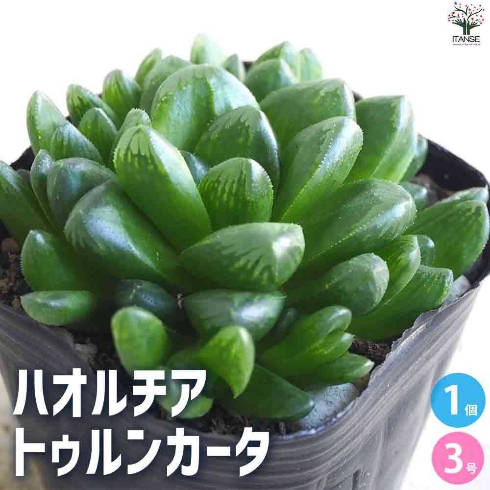 ハオルチア トゥルンカータ 【多肉植物 3号ポット／1個売り】｜ 【植物