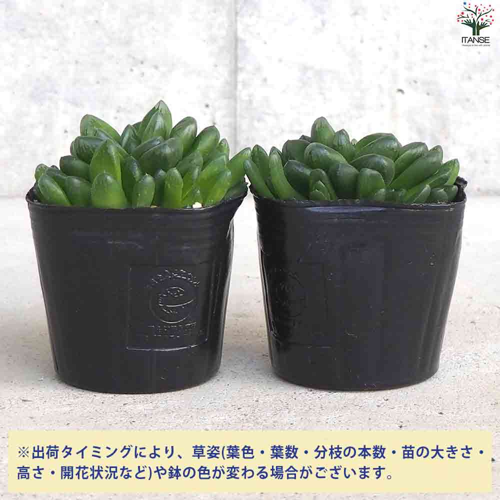 ハオルチア トゥルンカータ 【多肉植物 3号ポット／1個売り】｜ 【植物