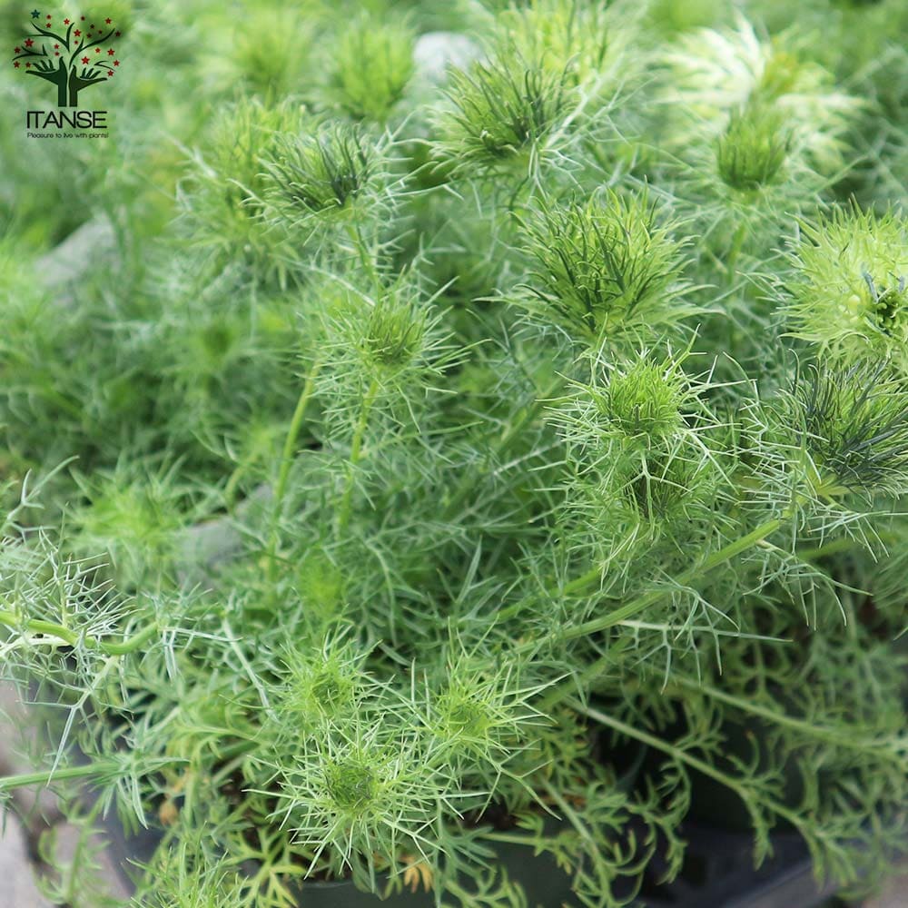 ニゲラ・グリーンマジック【花苗3.5号ポット】| 【植物の ニゲラ・グリーンマジック【花苗3.5号ポット】| 【植物の