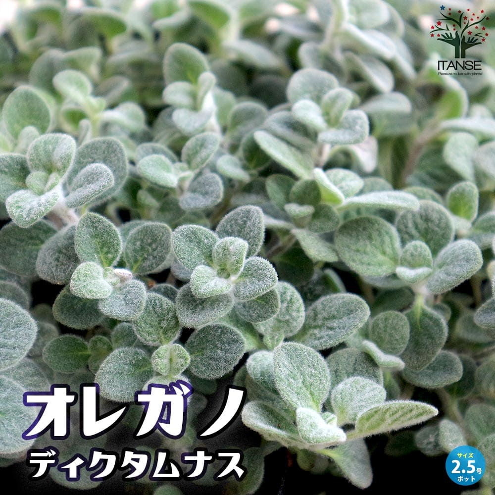 オレガノ ディクタムナス ハーブ【花苗 2.5号ポット】