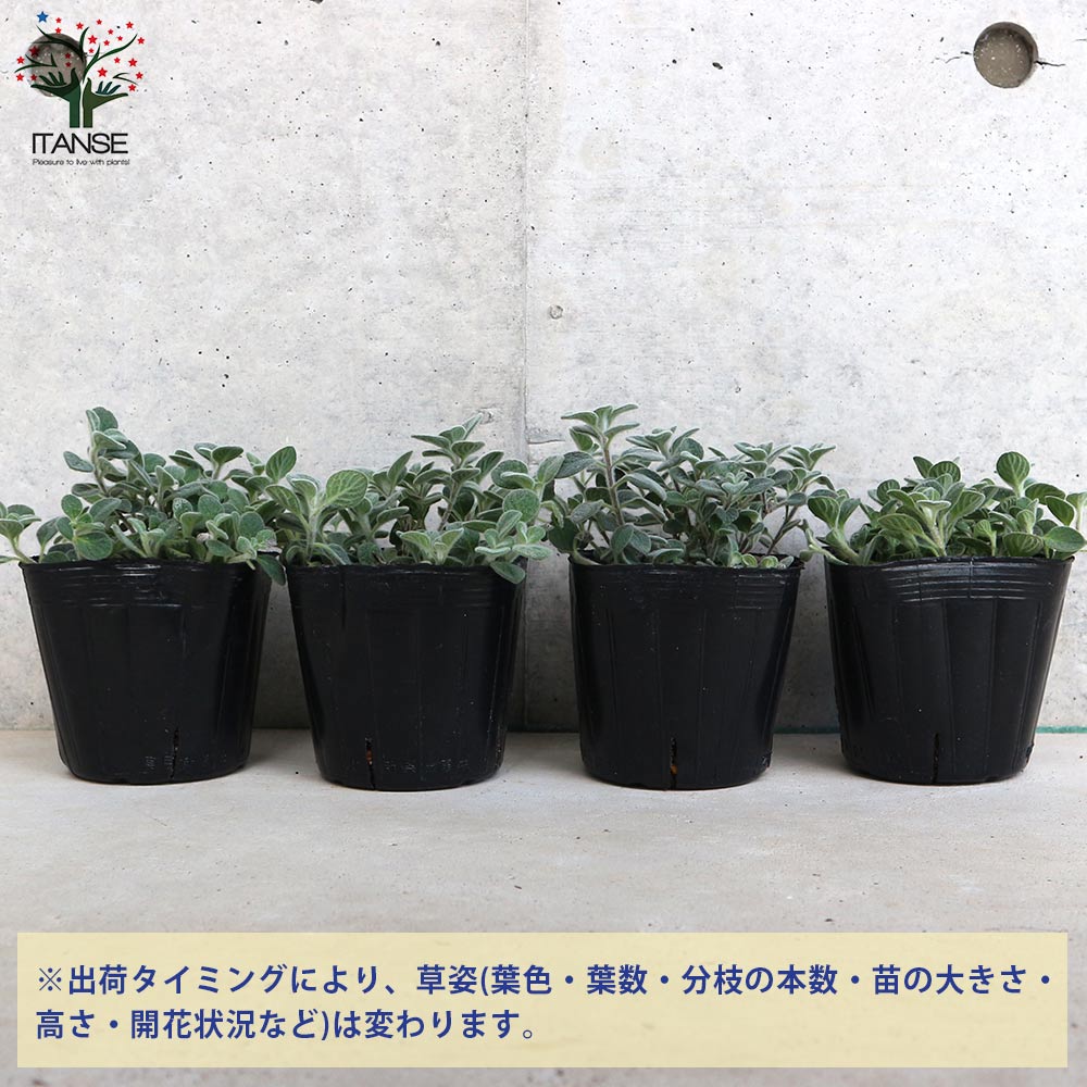 オレガノ ディクタムナス ハーブ【花苗 2.5号ポット】