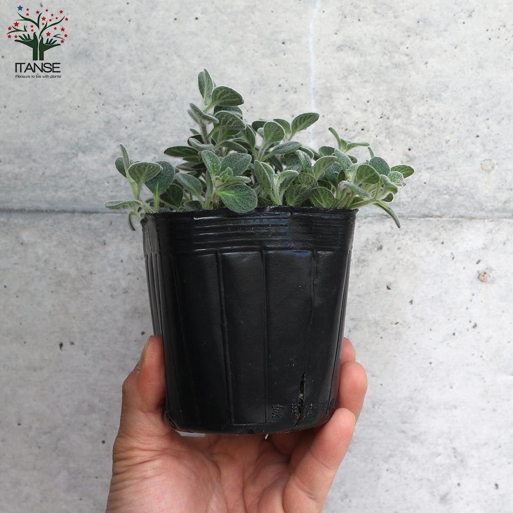 オレガノ ディクタムナス ハーブ【花苗 2.5号ポット】