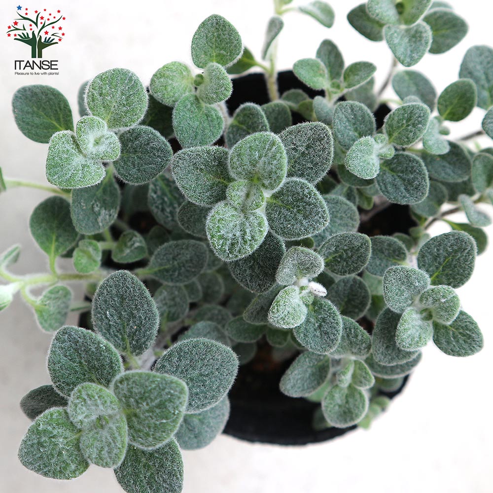 オレガノ ディクタムナス ハーブ【花苗 2.5号ポット】