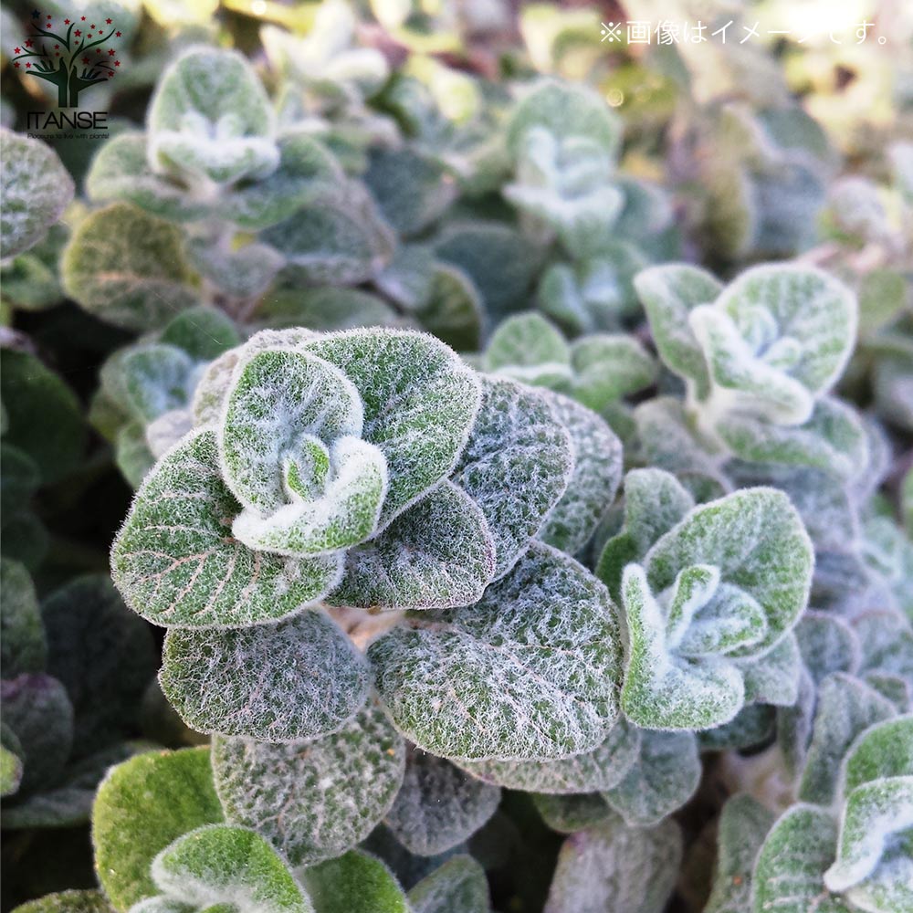 オレガノ ディクタムナス ハーブ【花苗 2.5号ポット】