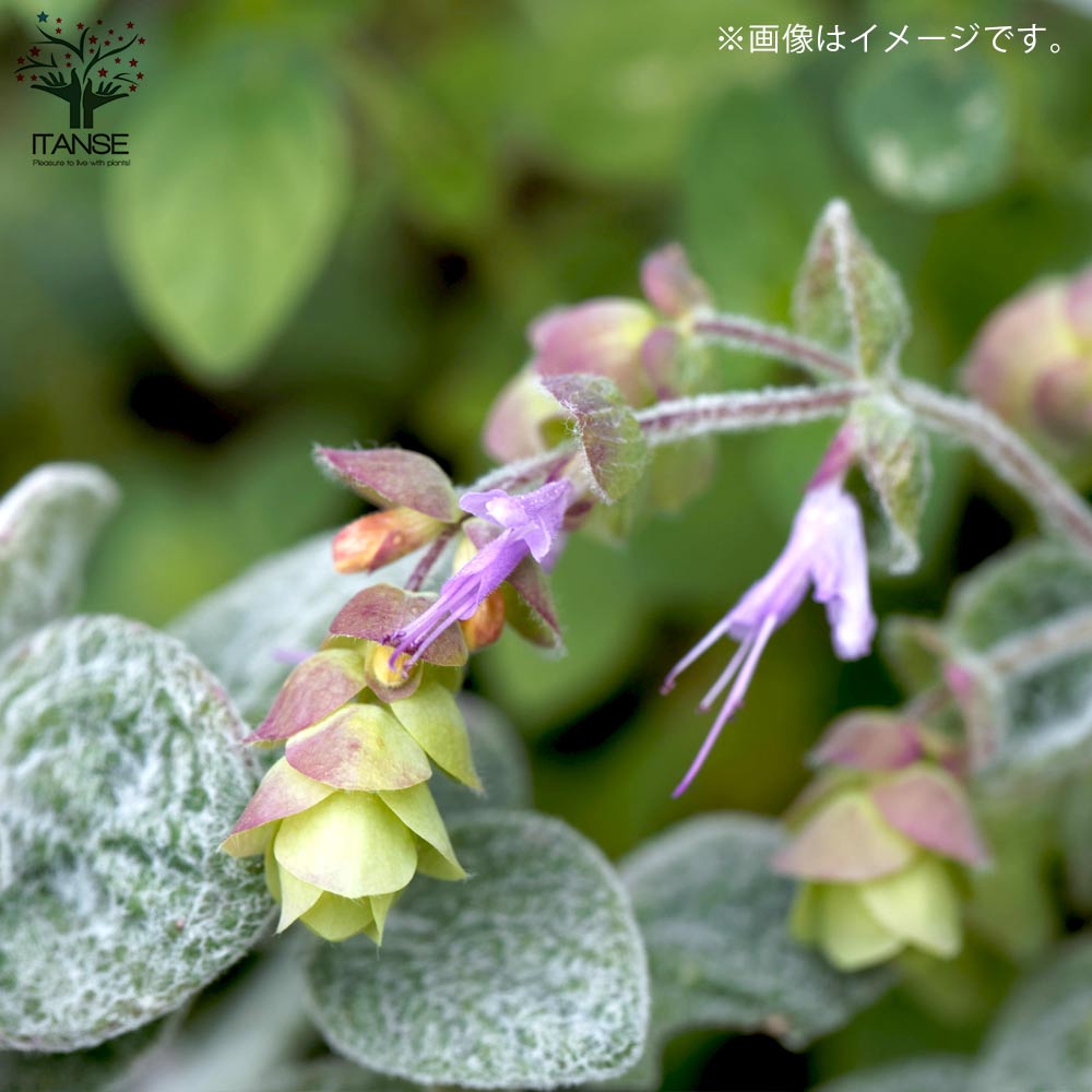 オレガノ ディクタムナス ハーブ【花苗 2.5号ポット】