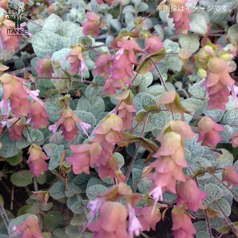 オレガノ ディクタムナス ハーブ【花苗 2.5号ポット】