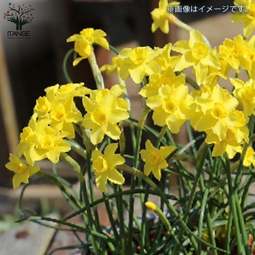水仙 サブローサ【花苗 3号ロングポット苗】｜ 【植物のITANSE