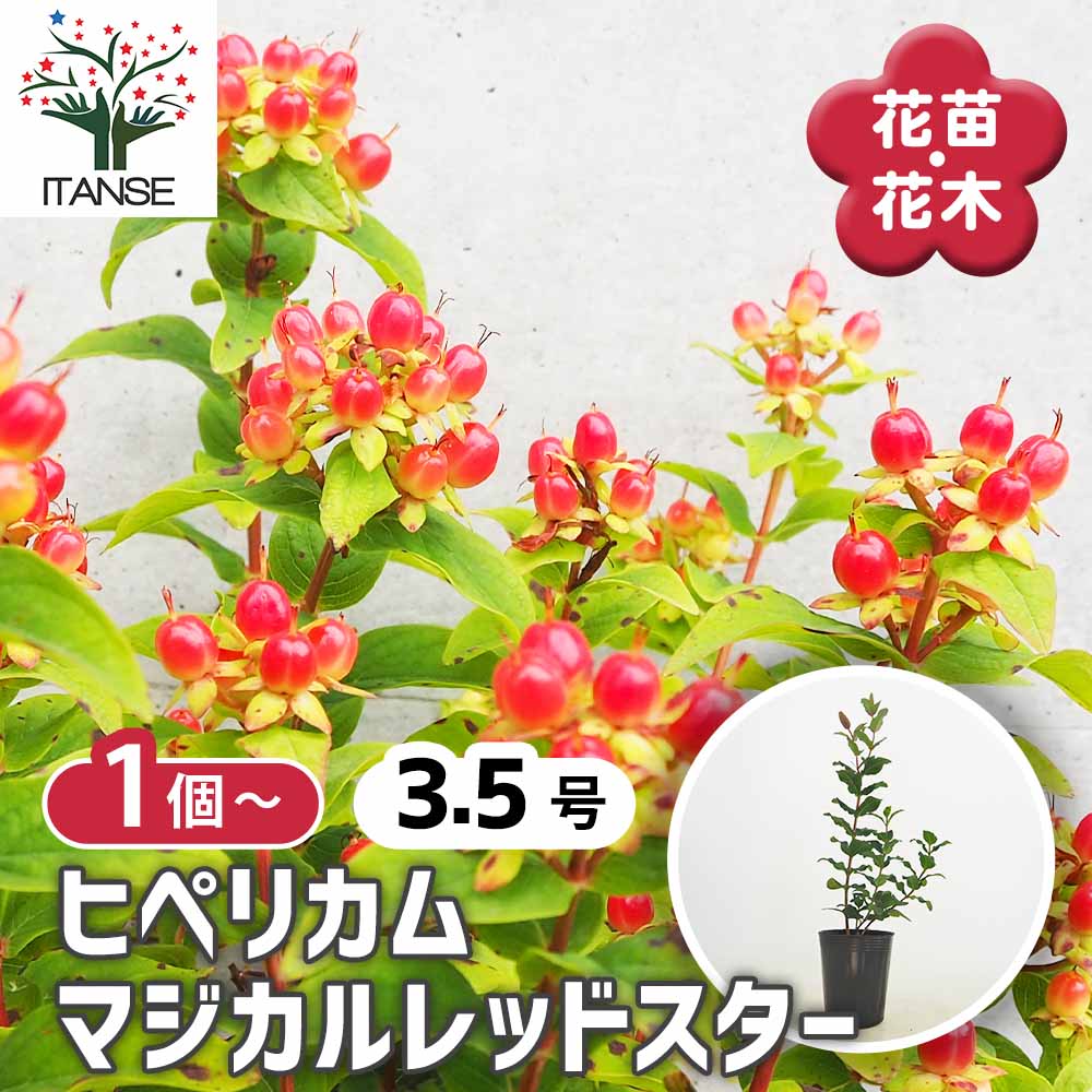 ヒペリカム マジカルレッドスター【花苗 3.5号ポット】｜ 【植物の