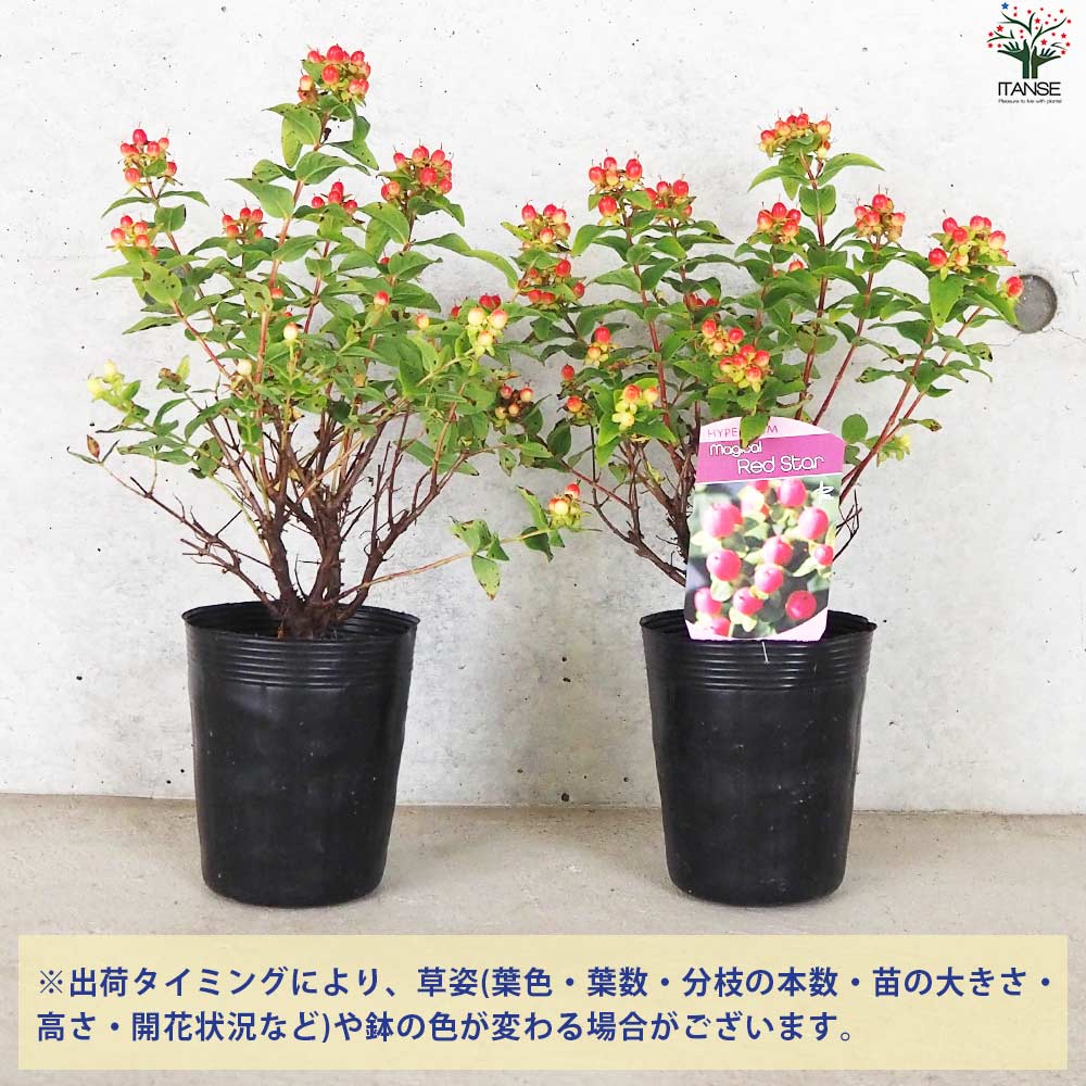 ヒペリカム マジカルレッドスター【花苗 3.5号ポット】｜ 【植物の