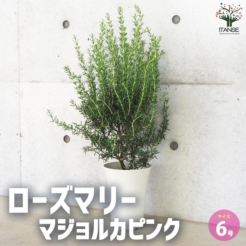 ローズマリー マジョルカピンク【ハーブの苗 6号鉢】｜ 【植物の