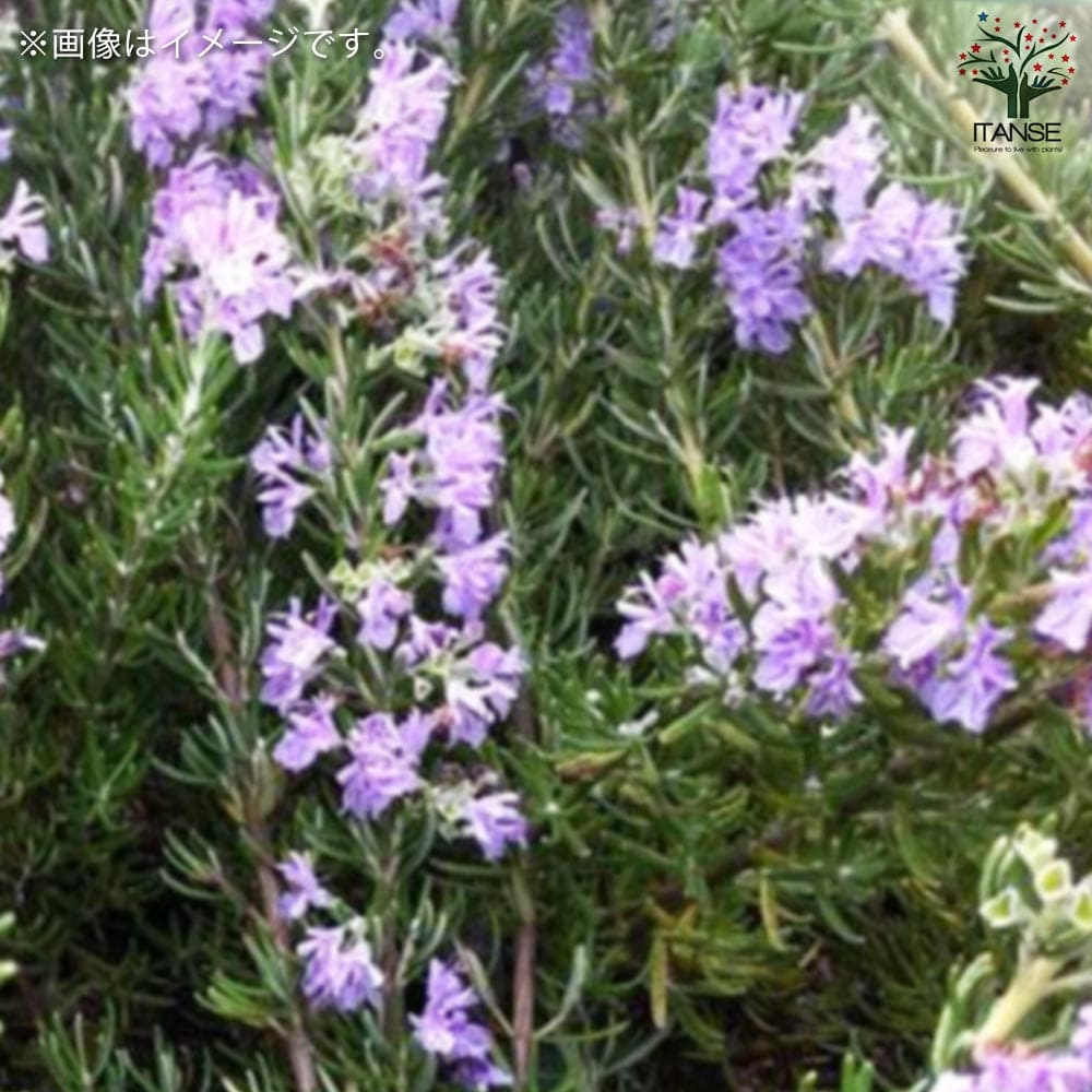ローズマリー マジョルカピンク【ハーブの苗 6号鉢】｜ 【植物の