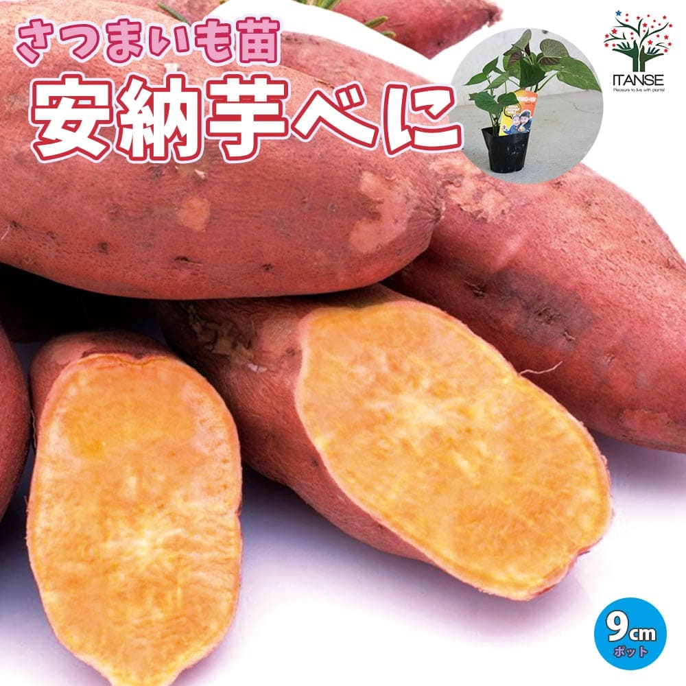 さつまいもの苗 安納芋べに(アンノウイベニ)2個～【野菜の苗 9cm