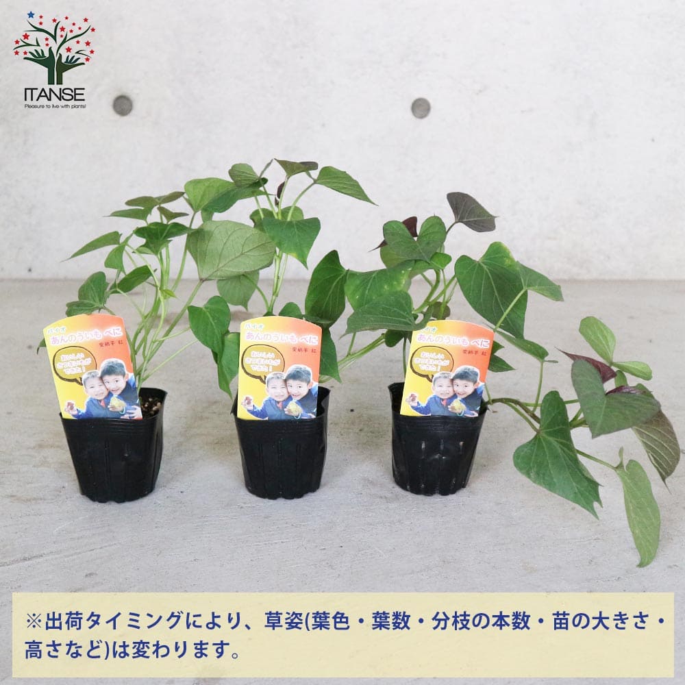 さつまいもの苗 安納芋べに(アンノウイベニ)2個～【野菜の苗 9cm