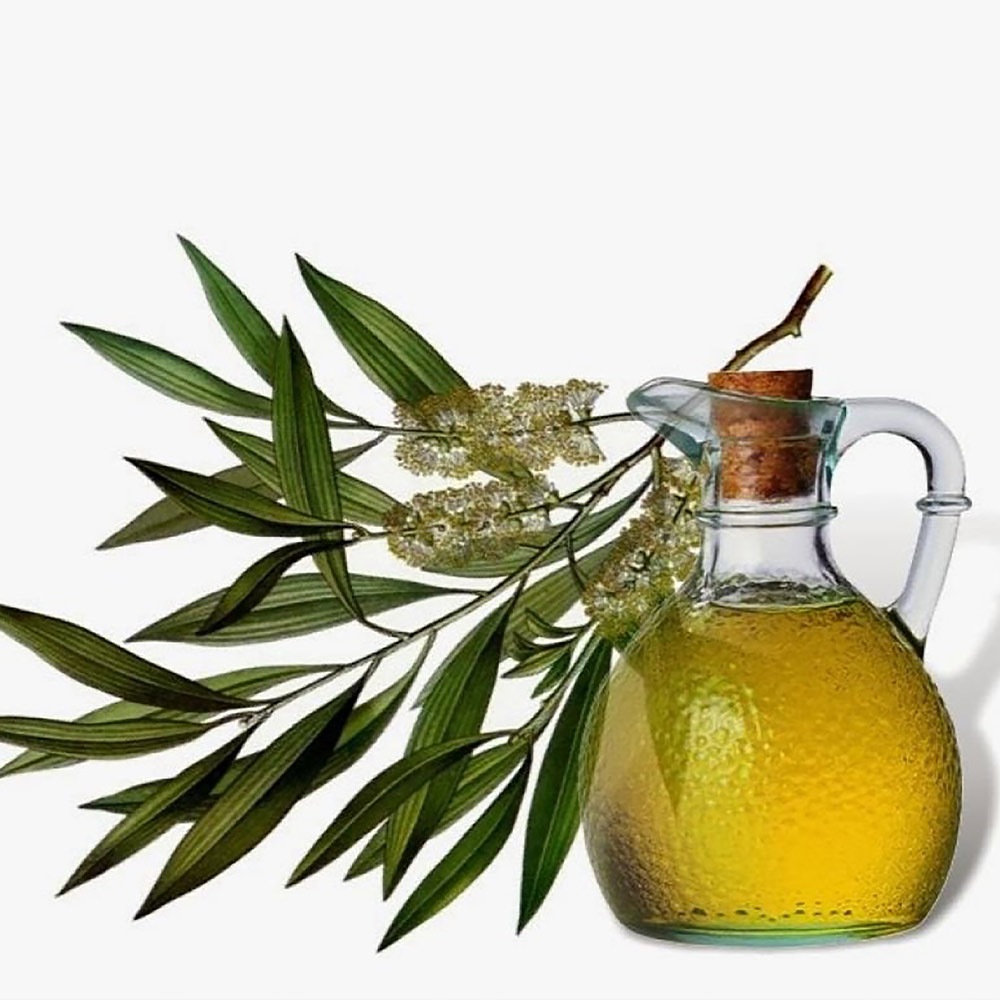 ティーツリーメディカル【品種で選べるハーブ苗】