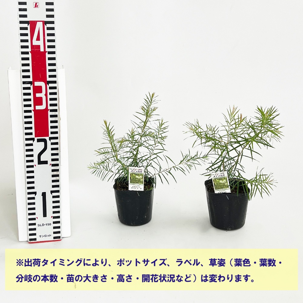 ティーツリーメディカル【品種で選べるハーブ苗】｜ 【植物の