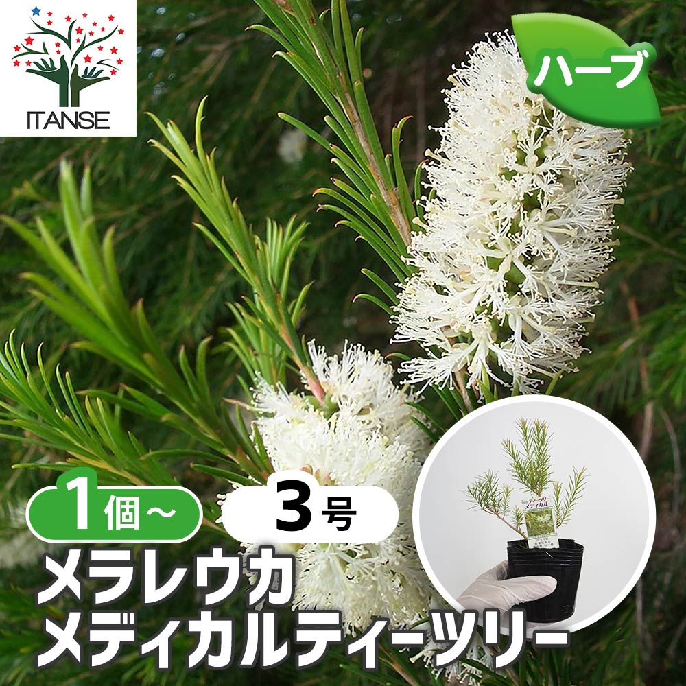 ティーツリーメディカル【品種で選べるハーブ苗】｜ 【植物の