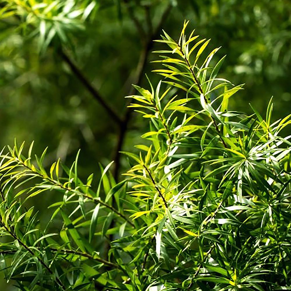 Itanse良品ｾﾚｸﾄ通販