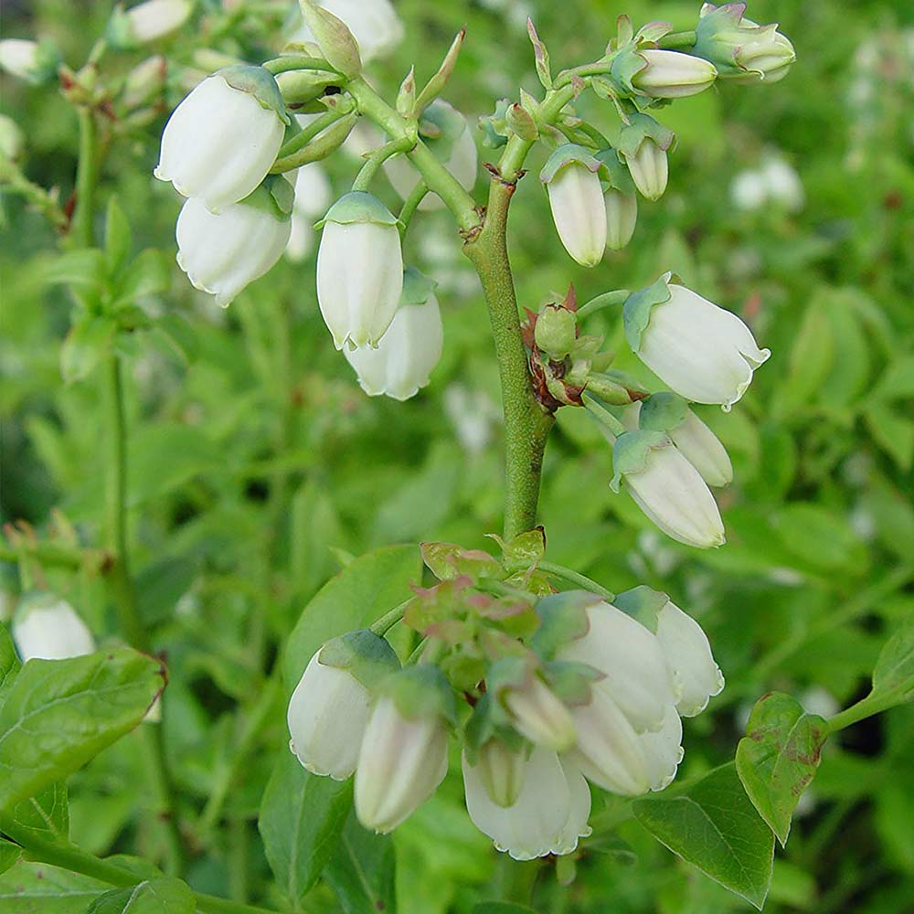 ブルーベリー苗木 「ブルークロップ」ハイブッシュ系【果樹の苗木 9cmポット】