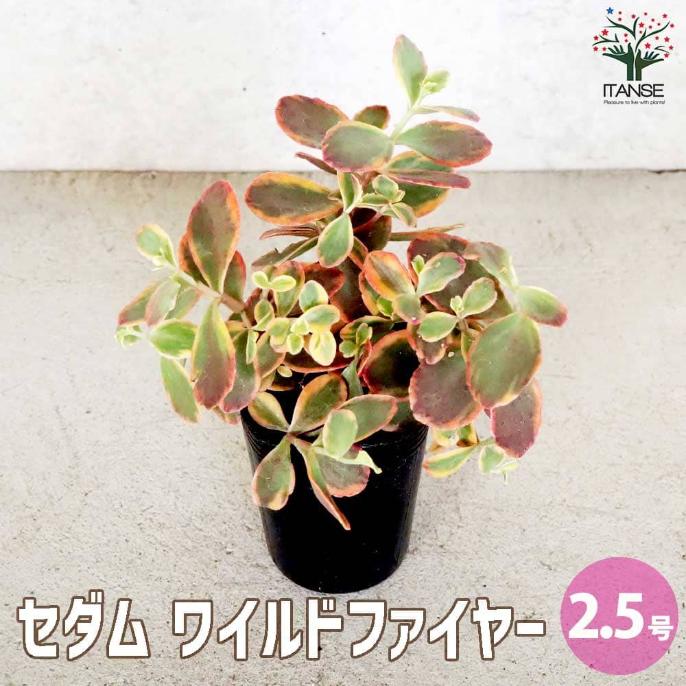 セダム ワイルドファイヤー【多肉植物 2.5号ポット】｜ 【植物の