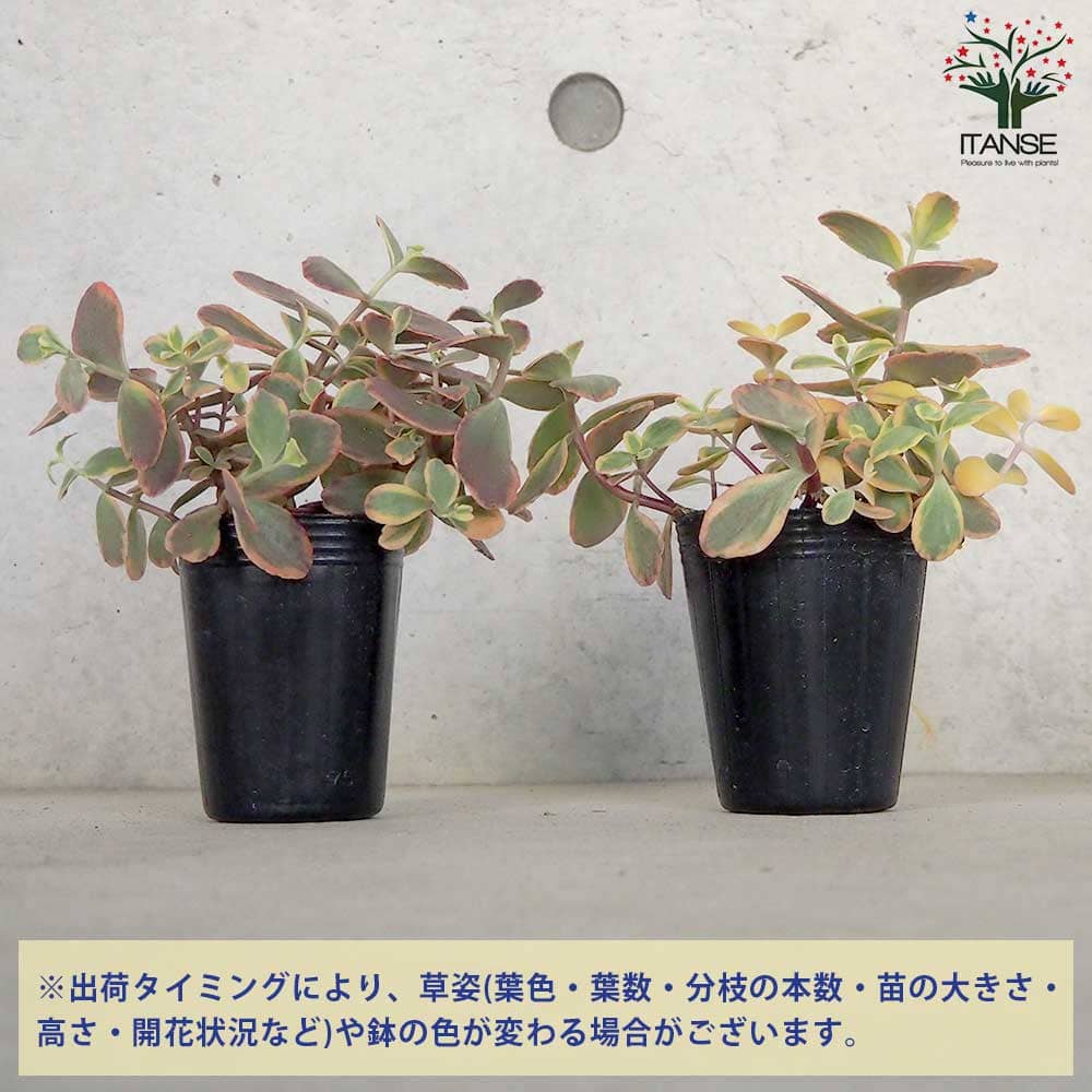 セダム ワイルドファイヤー【多肉植物 2.5号ポット】｜ 【植物の
