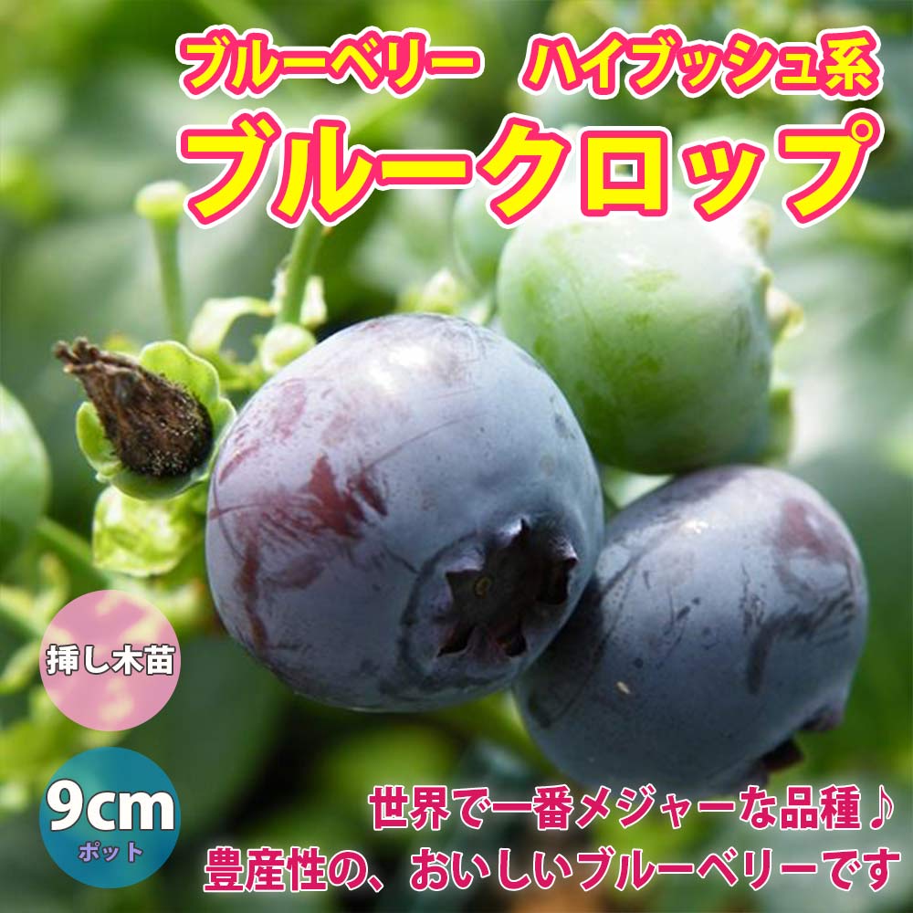 ブルーベリー苗木 「ブルークロップ」ハイブッシュ系【果樹の苗木 9cm