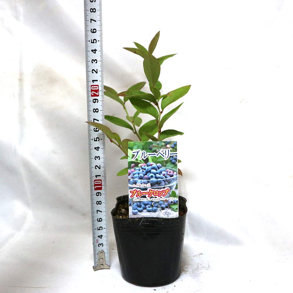 ブルークロップ　ブルーベリー苗木　ハイブッシュ系 ブルーベリー 苗木 ハイブッシュ系 ブルークロップ 12cmポット