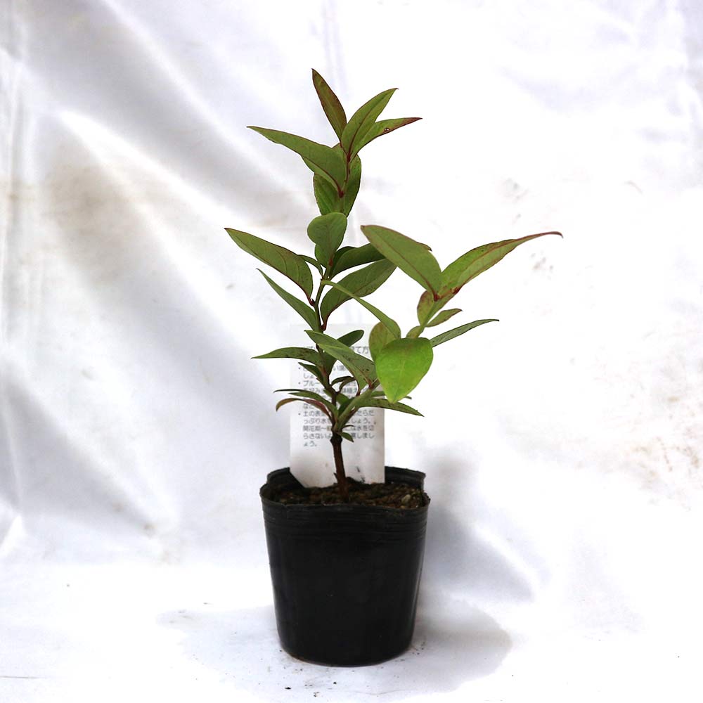 ブルーベリー苗木 「ブルークロップ」ハイブッシュ系【果樹の苗木 9cm