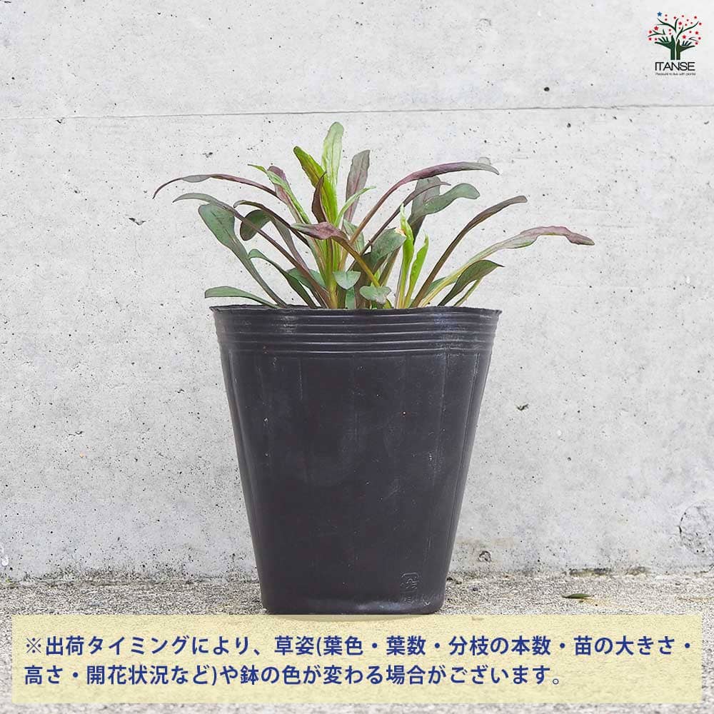 ペンステモン ダークタワー 【花木苗 4.5号ポット／1個売り】｜ 【植物