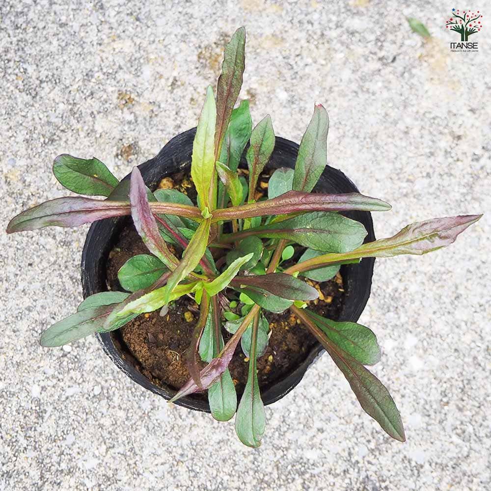 ペンステモン ダークタワー 【花木苗 4.5号ポット／1個売り】